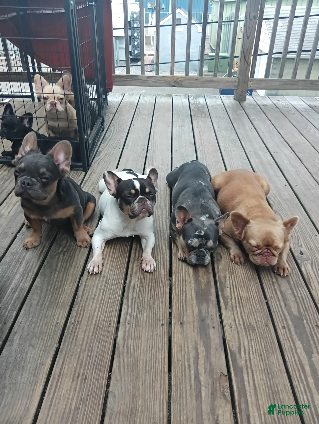 French Bulldog dogs for sale: French Bulldog 2 - Ad 5