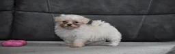Maltipoo dogs for sale: Pippi - Ad 3