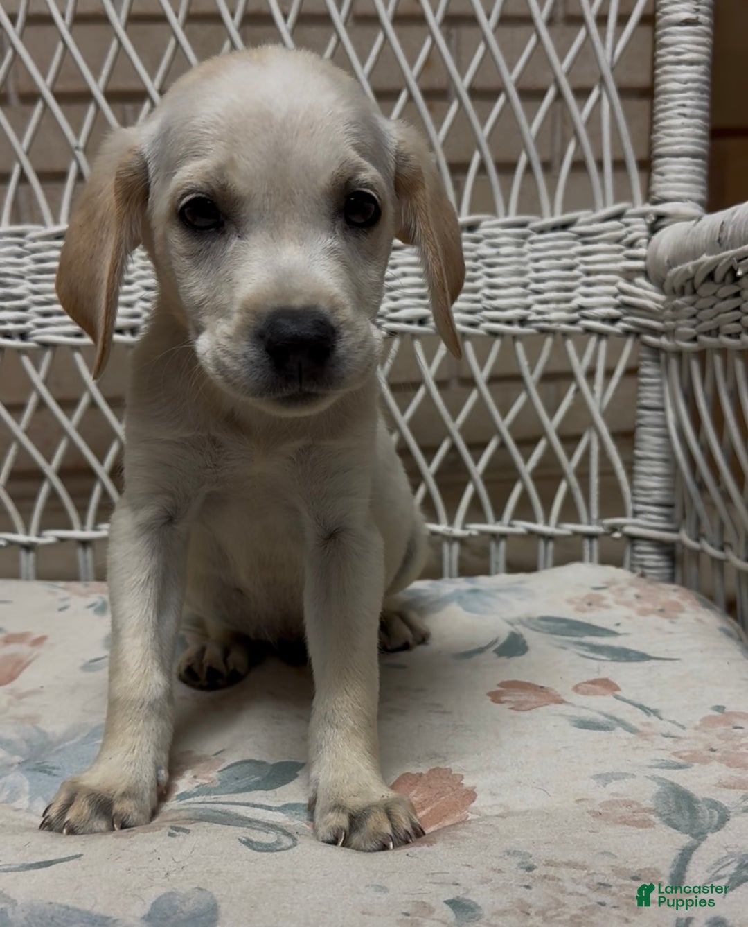 Labrador Retriever dogs for sale: Labrador Retriever Chester - Ad 76
