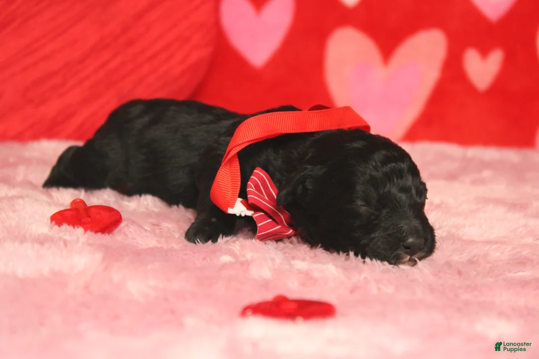 Mixed Breed dogs for sale: Babe - Ad 5