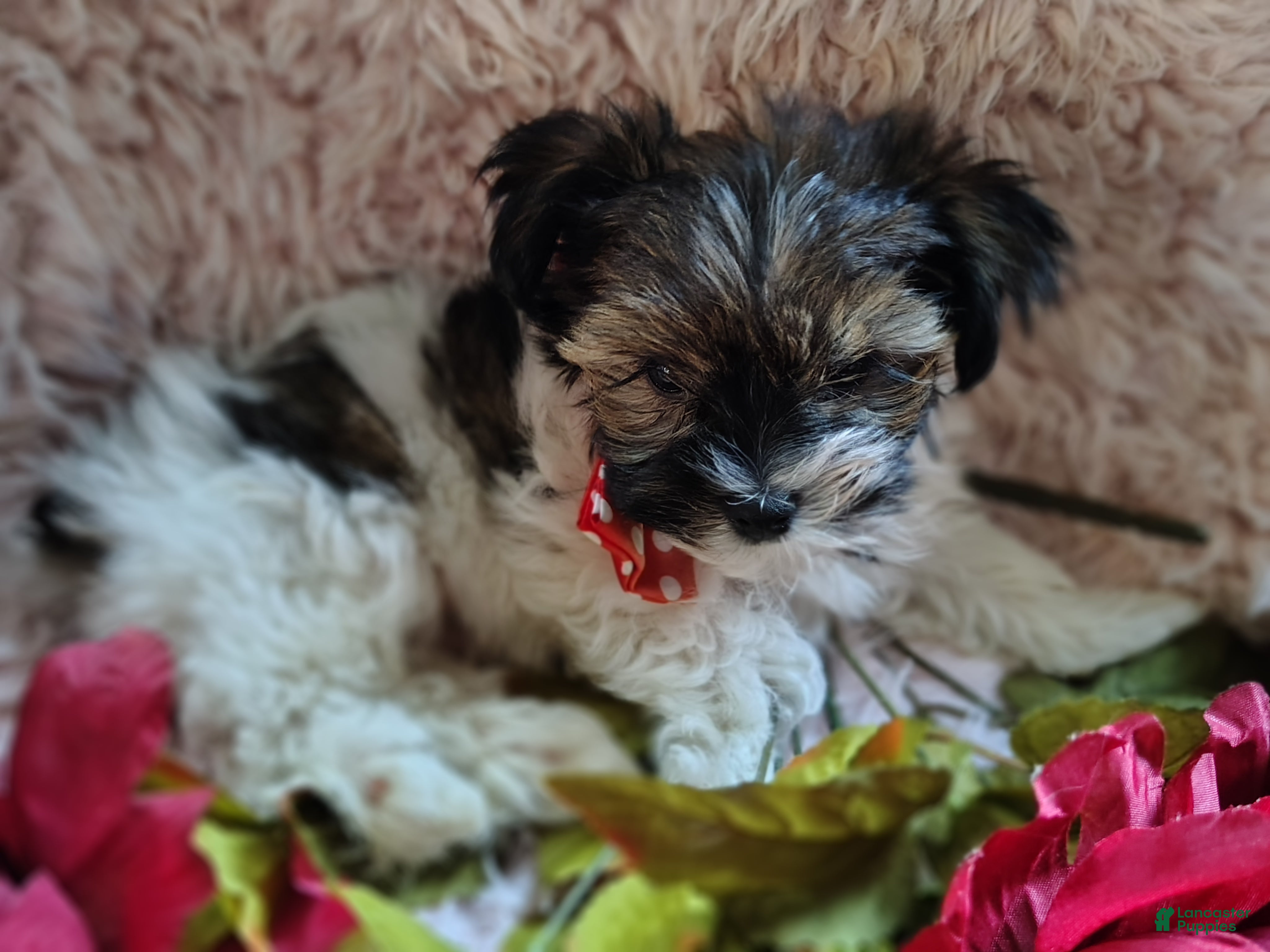 Yorkshire Terrier dogs Mr cuddles - Ad 2