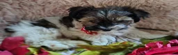 Yorkshire Terrier dogs for sale: Mr cuddles - Ad 2