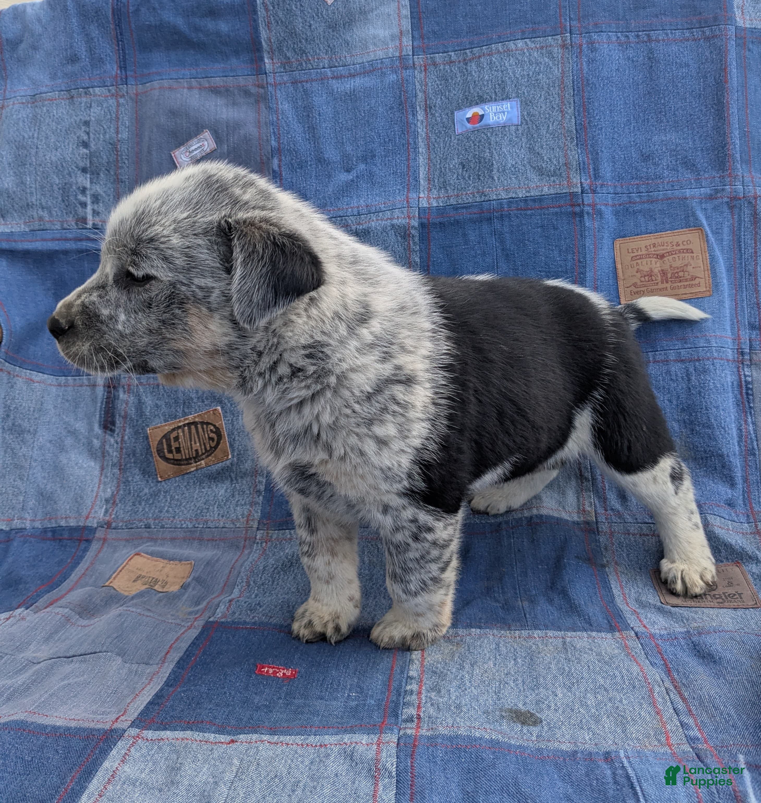 Mixed Breed dogs Mixed Breed Puppy 2 - Ad 42