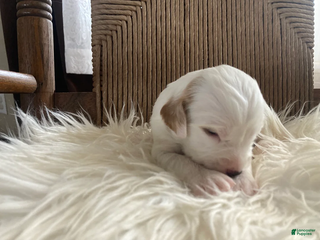 English Setter dogs for sale: Little Joe  - Ad 3