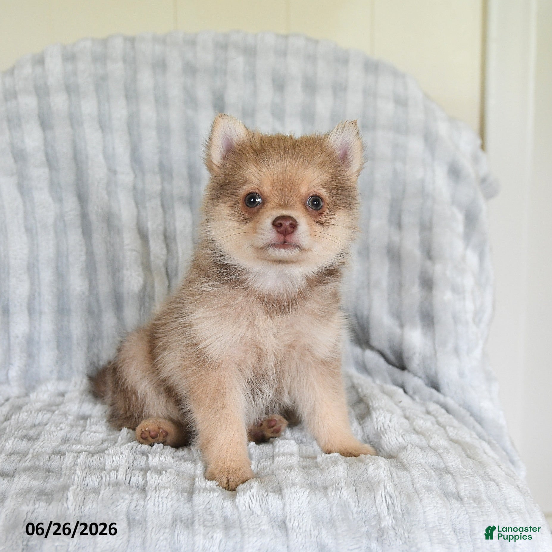 Pomsky dogs Tommy - Ad 2