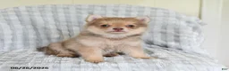 Pomsky dogs for sale: Tommy - Ad 2