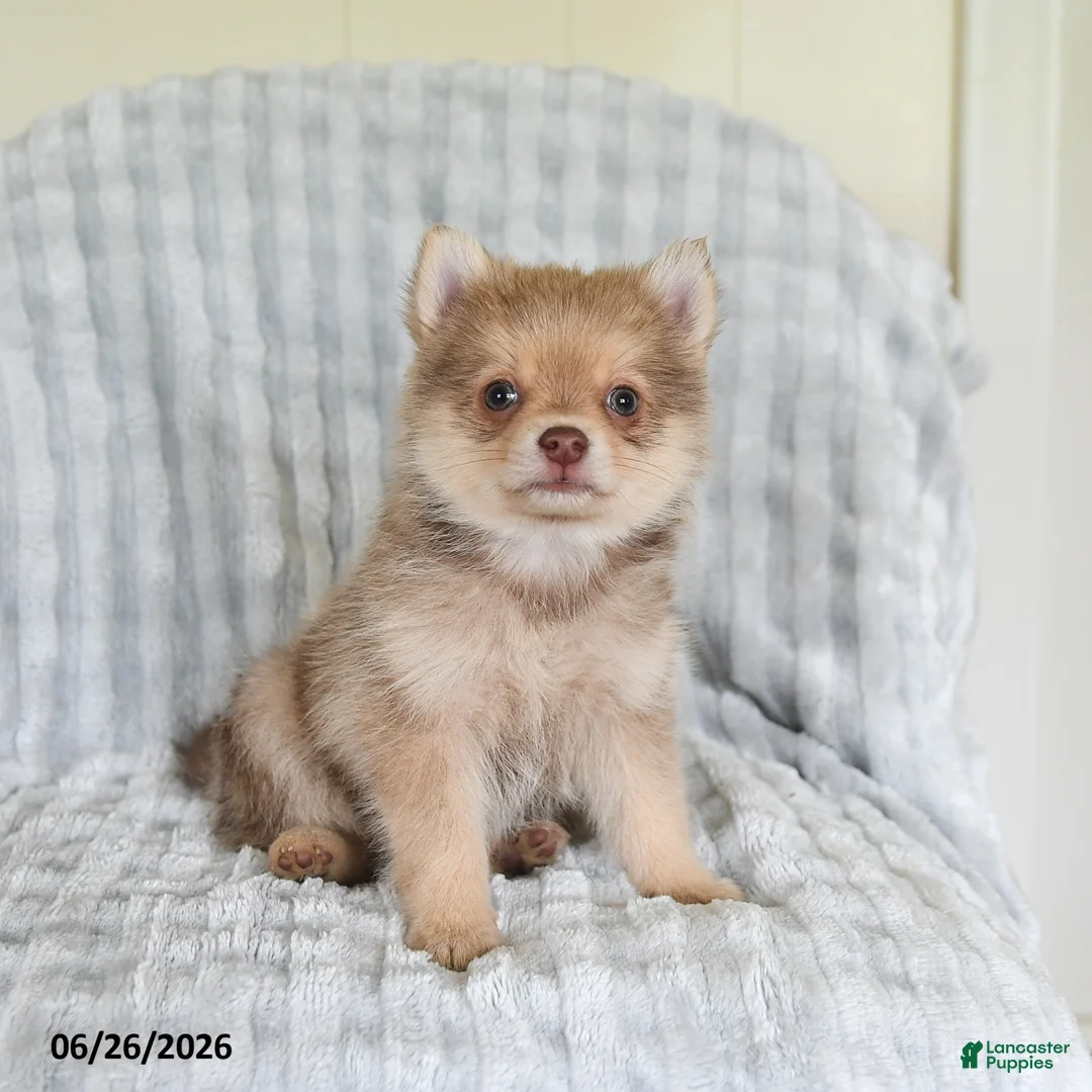 Pomsky dogs for sale: Tommy - Ad 2