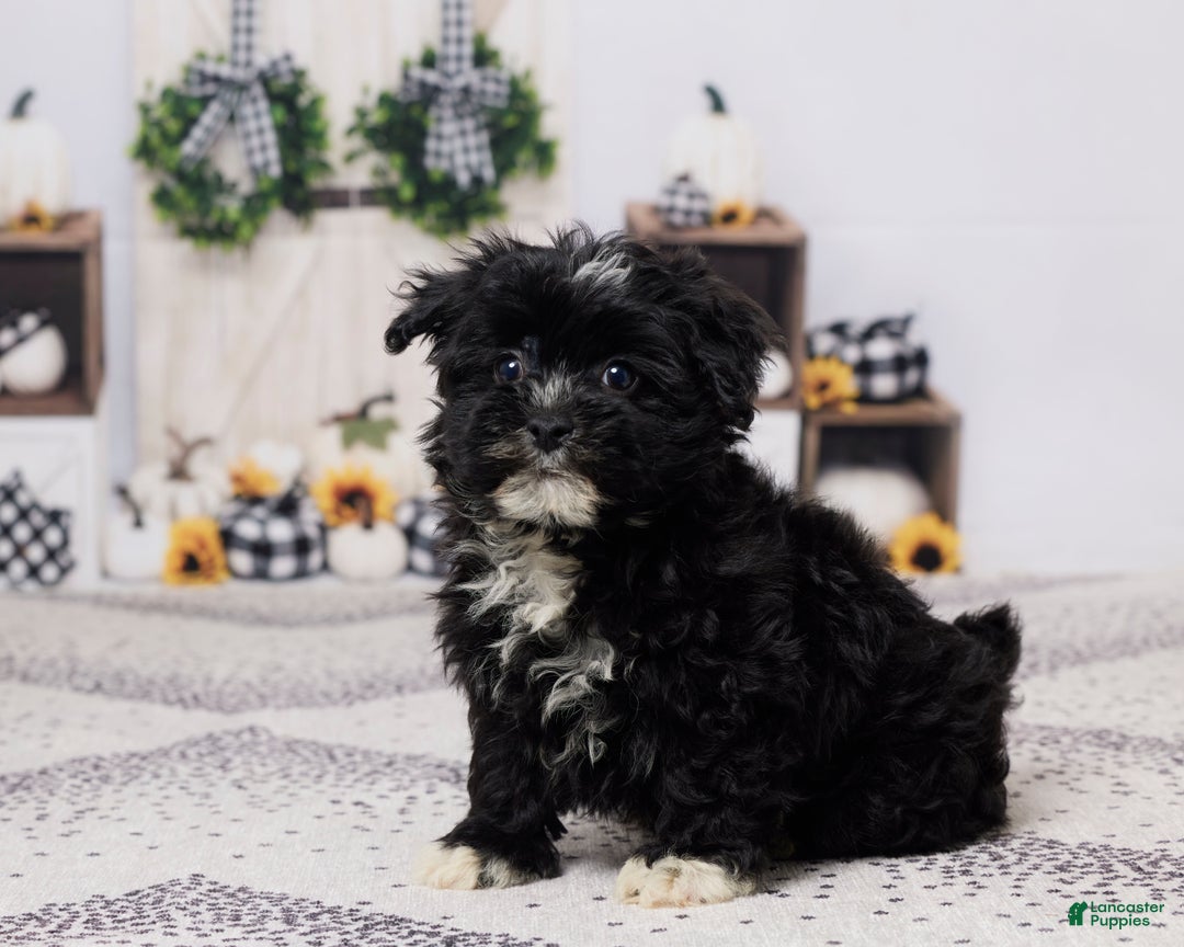 Havapoo dogs for sale: Buster - Ad 2