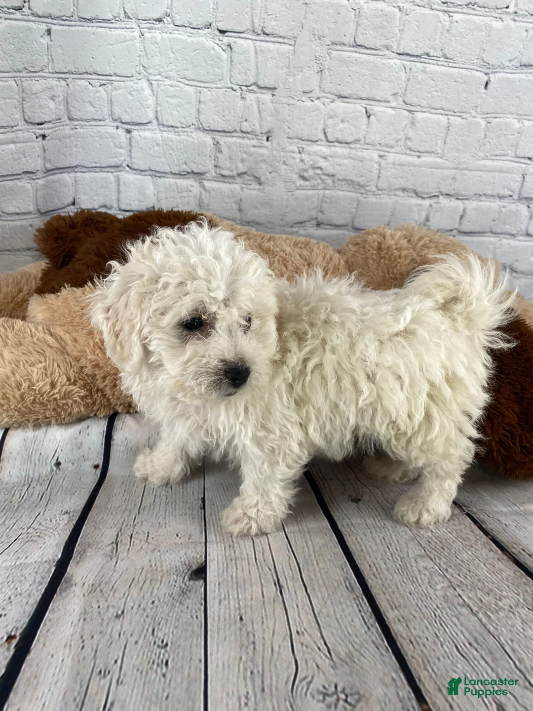 Bichon Frise dogs for sale: Tucker - Ad 8