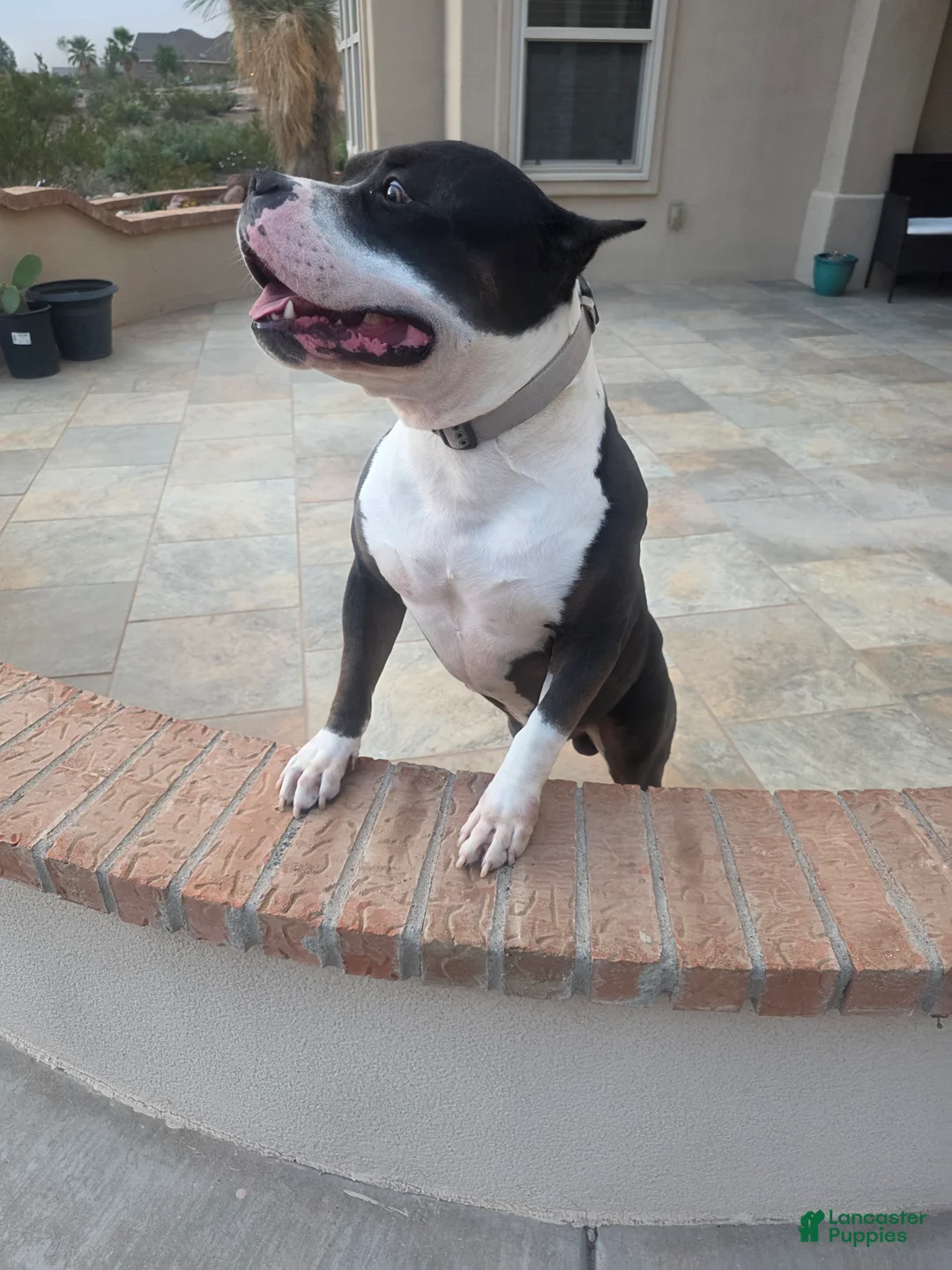 American Bully dogs for sale: American Bully Male - Ad 2