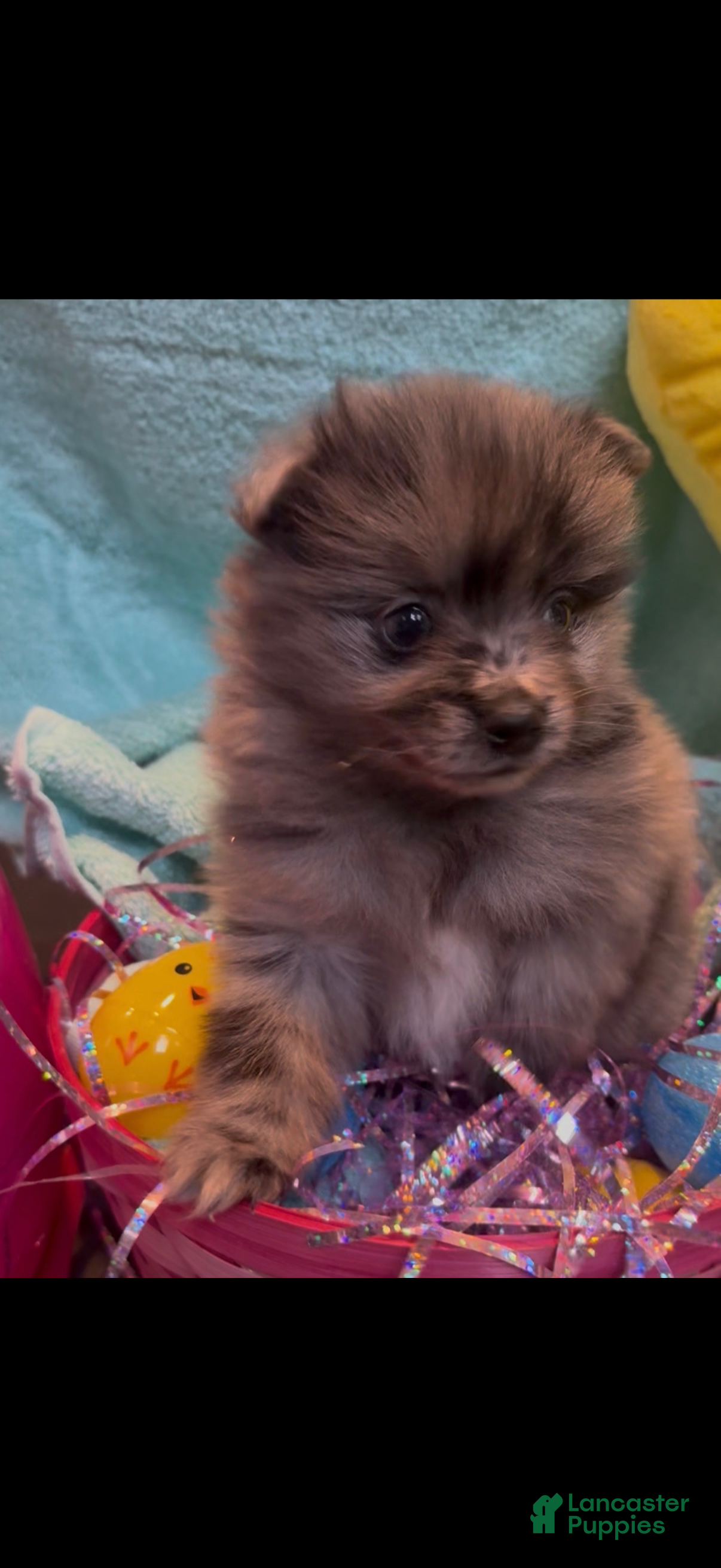 Pomeranian dogs Conway ( Twitty )  - Ad 1