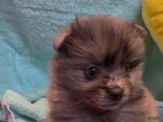 Pomeranian dogs for sale: Conway ( Twitty ) - Ad 1