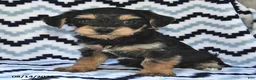Yorkiepoo dogs for sale: Seltzer - Ad 4