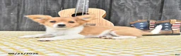 Chihuahua dogs for sale: Ryder - Ad 4