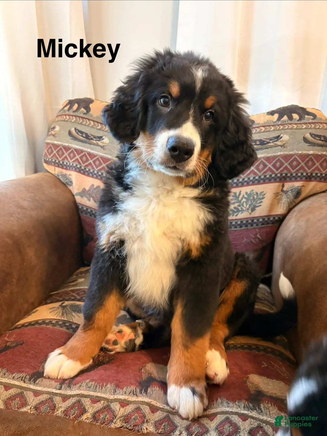 Bernese Mountain Dog dogs for sale: Mickey - Ad 1