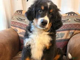 Bernese Mountain Dog dogs Mickey - Ad 5
