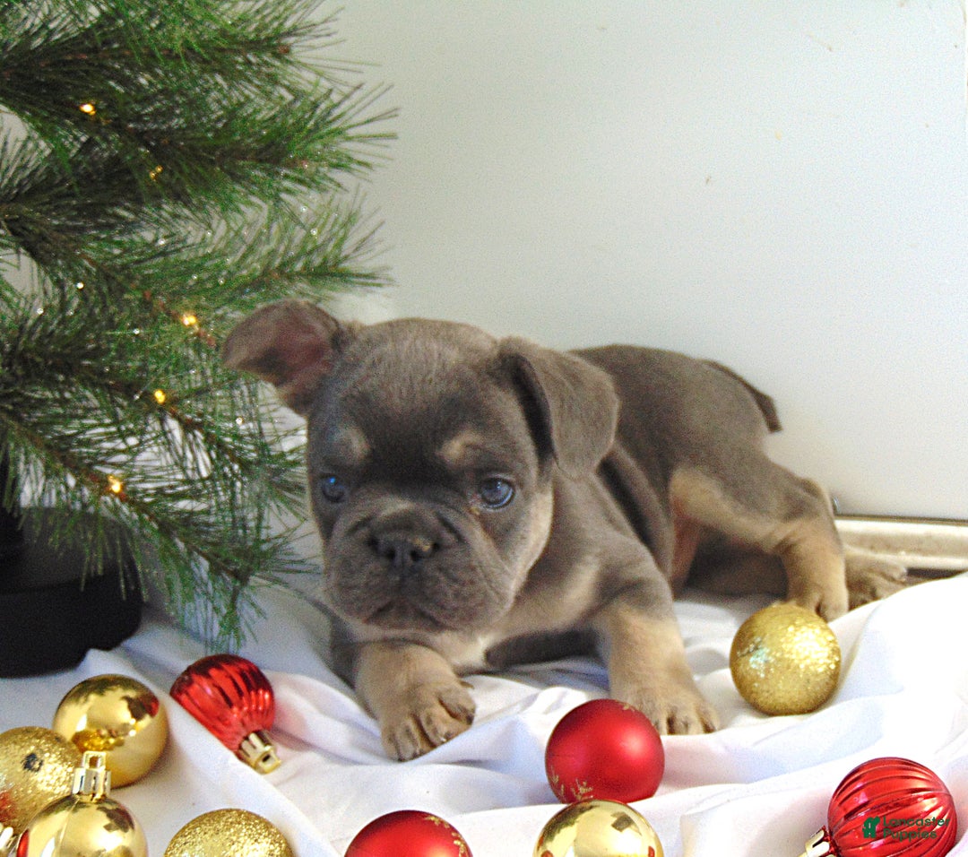 French Bulldog dogs for sale: Todd - Ad 2