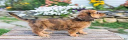 Miniature Dachshund dogs for sale: Birdie - Ad 5