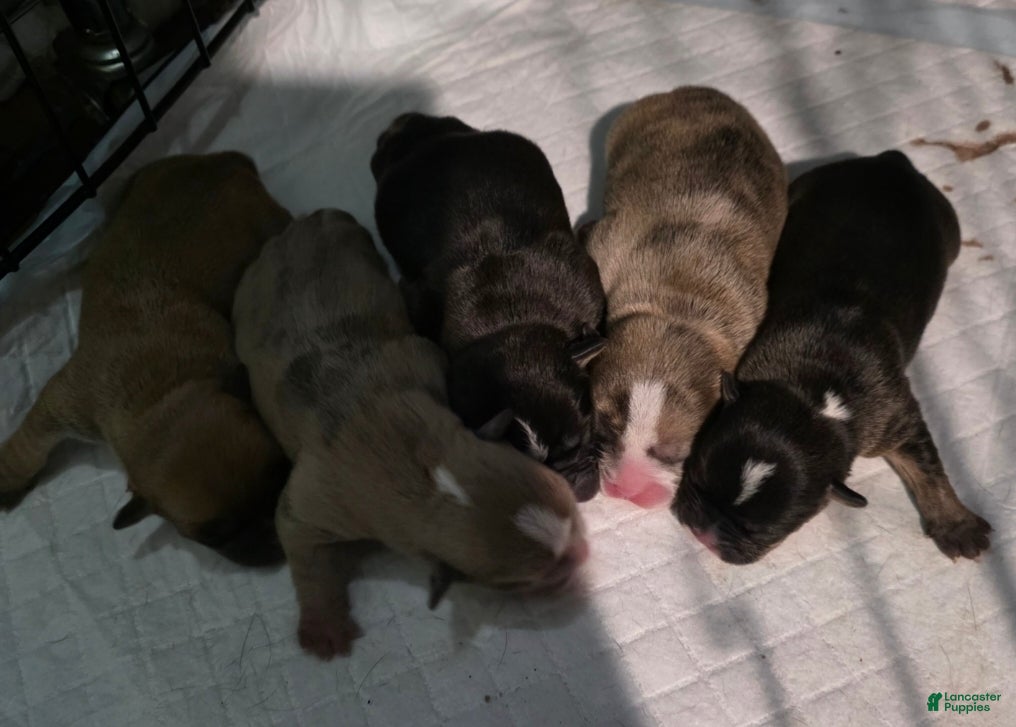 French Bulldog dogs French Bulldog Puppy 1 fawn merle - Ad 38