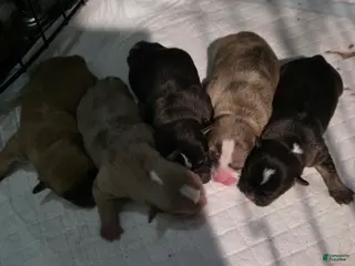 French Bulldog dogs French Bulldog Puppy 1 fawn merle - Ad 36