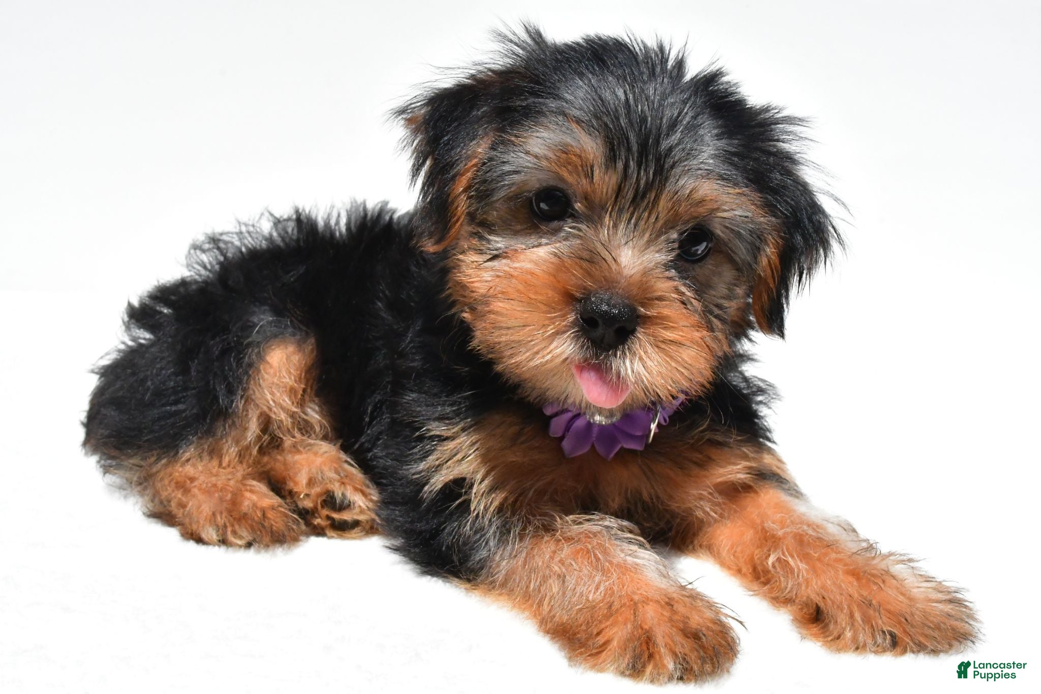 Yorkshire Terrier dogs Blossom - Ad 2