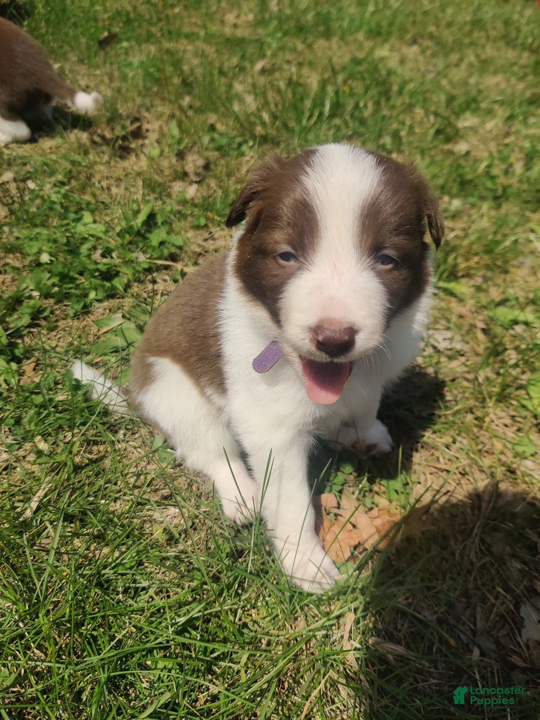 Border Collie dogs for sale: Sage - Ad 2