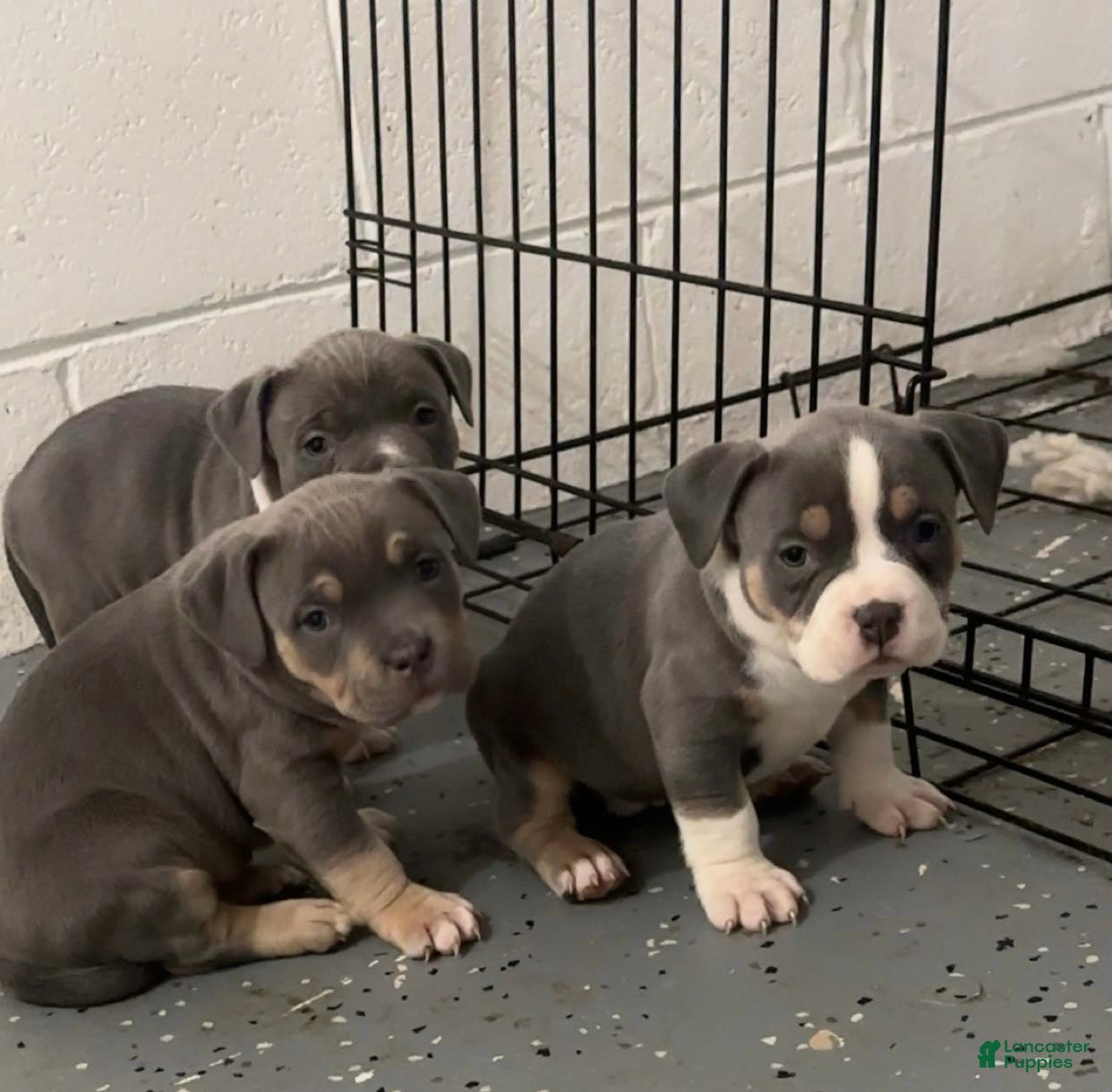 American Bully dogs American Bully Puppy 5 - Ad 33
