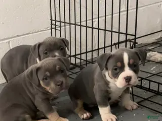 American Bully dogs American Bully Puppy 5 - Ad 33