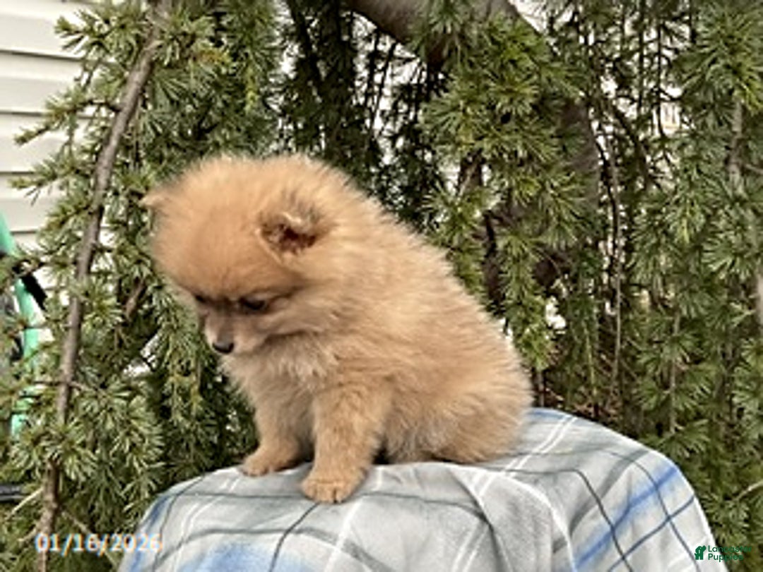 Pomeranian dogs for sale: Macey - Ad 4