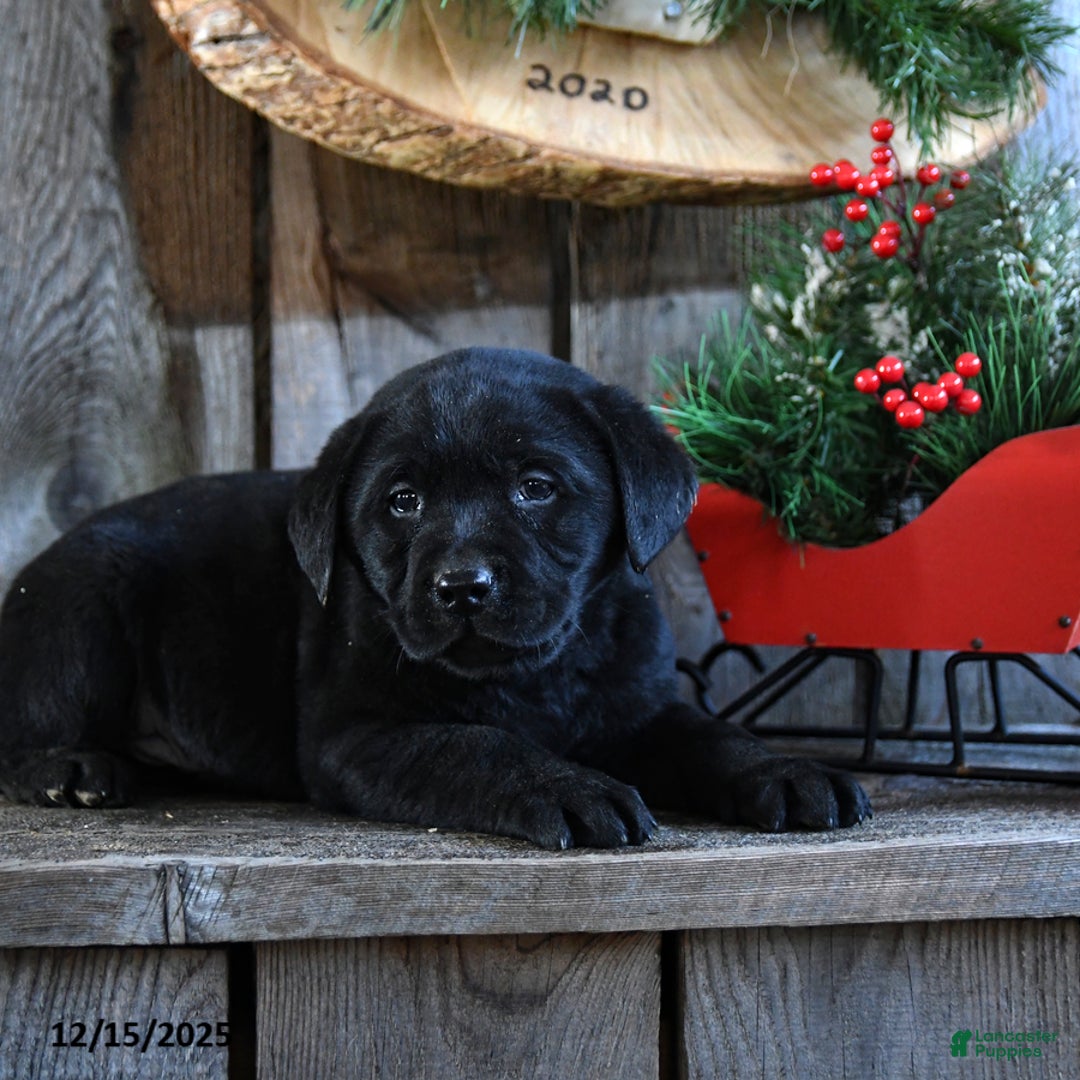 Labrador Retriever dogs for sale: Rocky - Ad 4