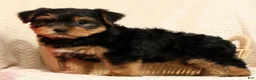 Yorkshire Terrier dogs for sale: Amber - Ad 8