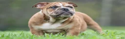 English Bulldog dogs for sale: Bruiser - Ad 6