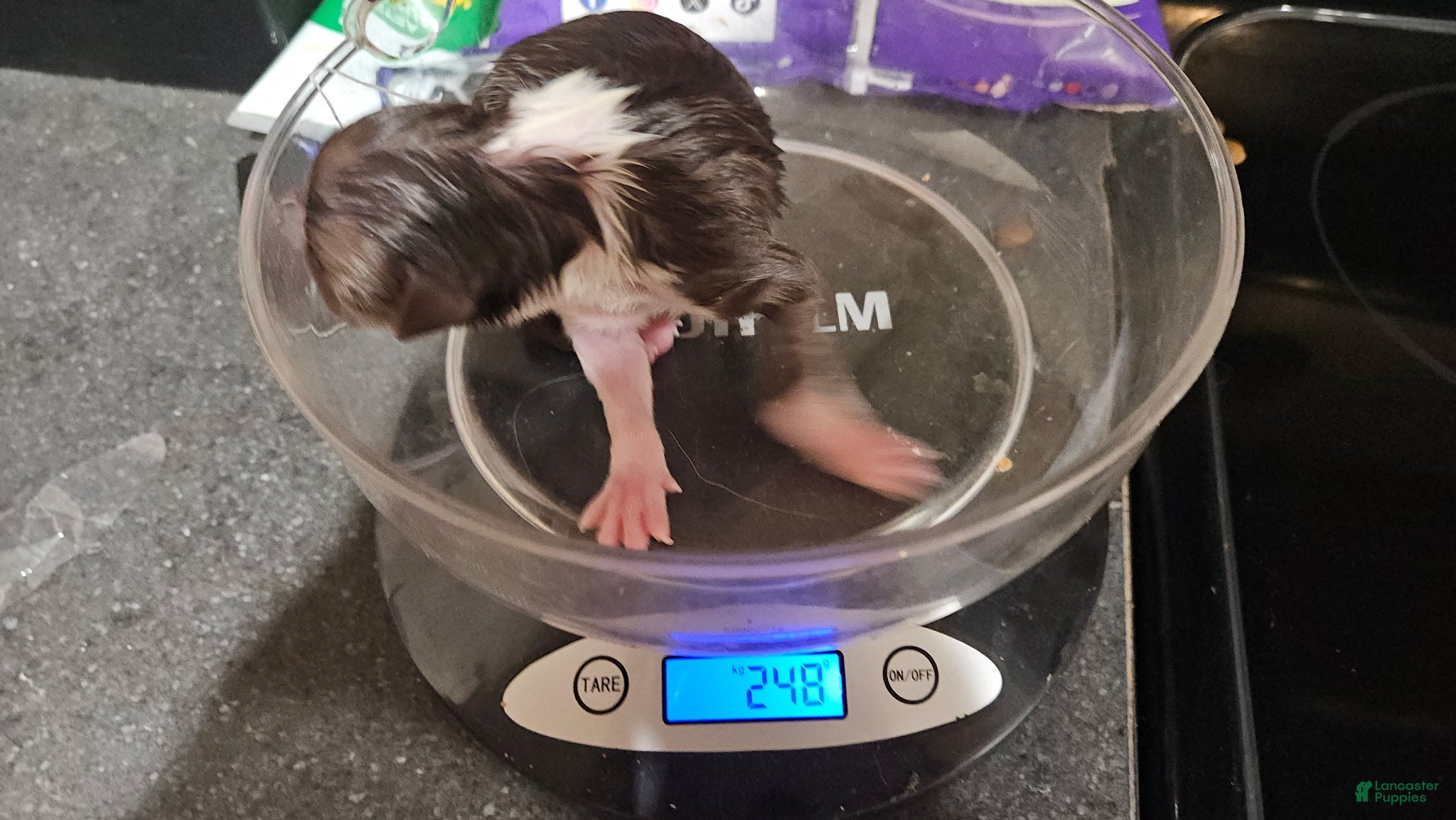 Border Collie dogs for sale: Border Collie 2 - Ad 2