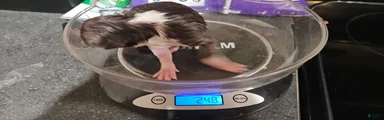 Border Collie 2