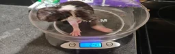 Border Collie dogs for sale: Border Collie 2 - Ad 1
