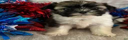 Shih Tzu dogs for sale: Nico - Ad 7