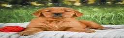 Golden Retriever dogs for sale: Sophie - Ad 4