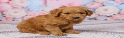 Mini Goldendoodle dogs for sale: Mason - Ad 4