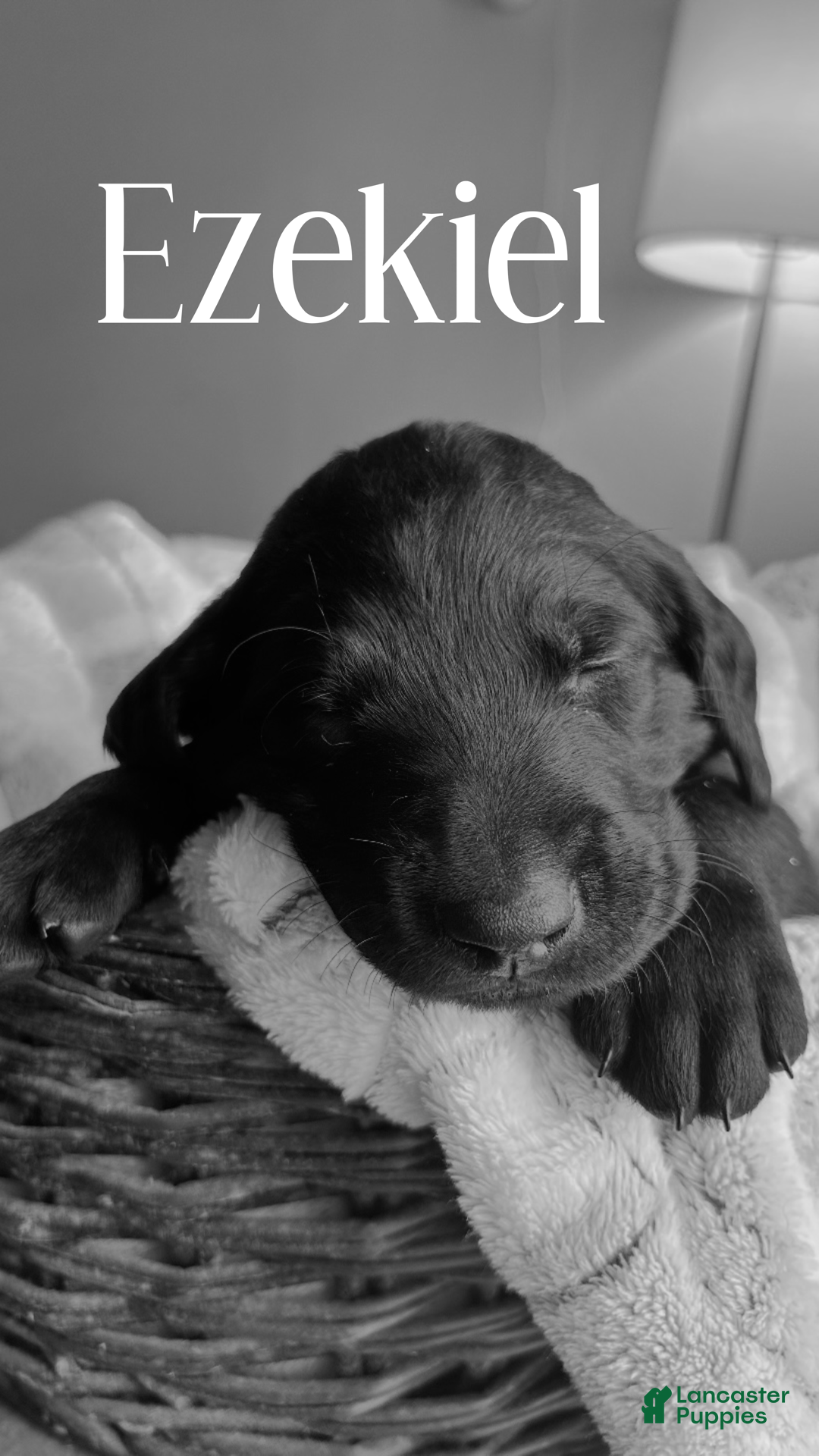 Mixed Breed dogs Golden Labradoodle Puppy 8 Lime Green Collar - Ad 25