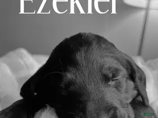 Mixed Breed dogs Golden Labradoodle Puppy 8 Lime Green Collar - Ad 25
