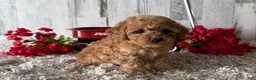 Toy Poodle dogs for sale: Victor - Ad 4