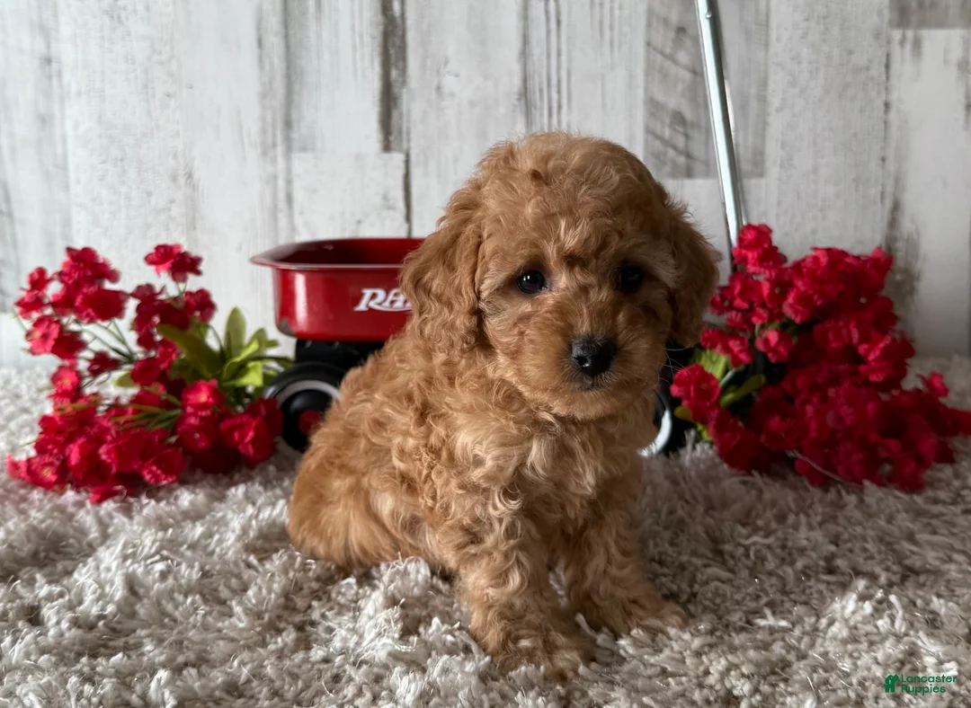Toy Poodle dogs for sale: Victor - Ad 4