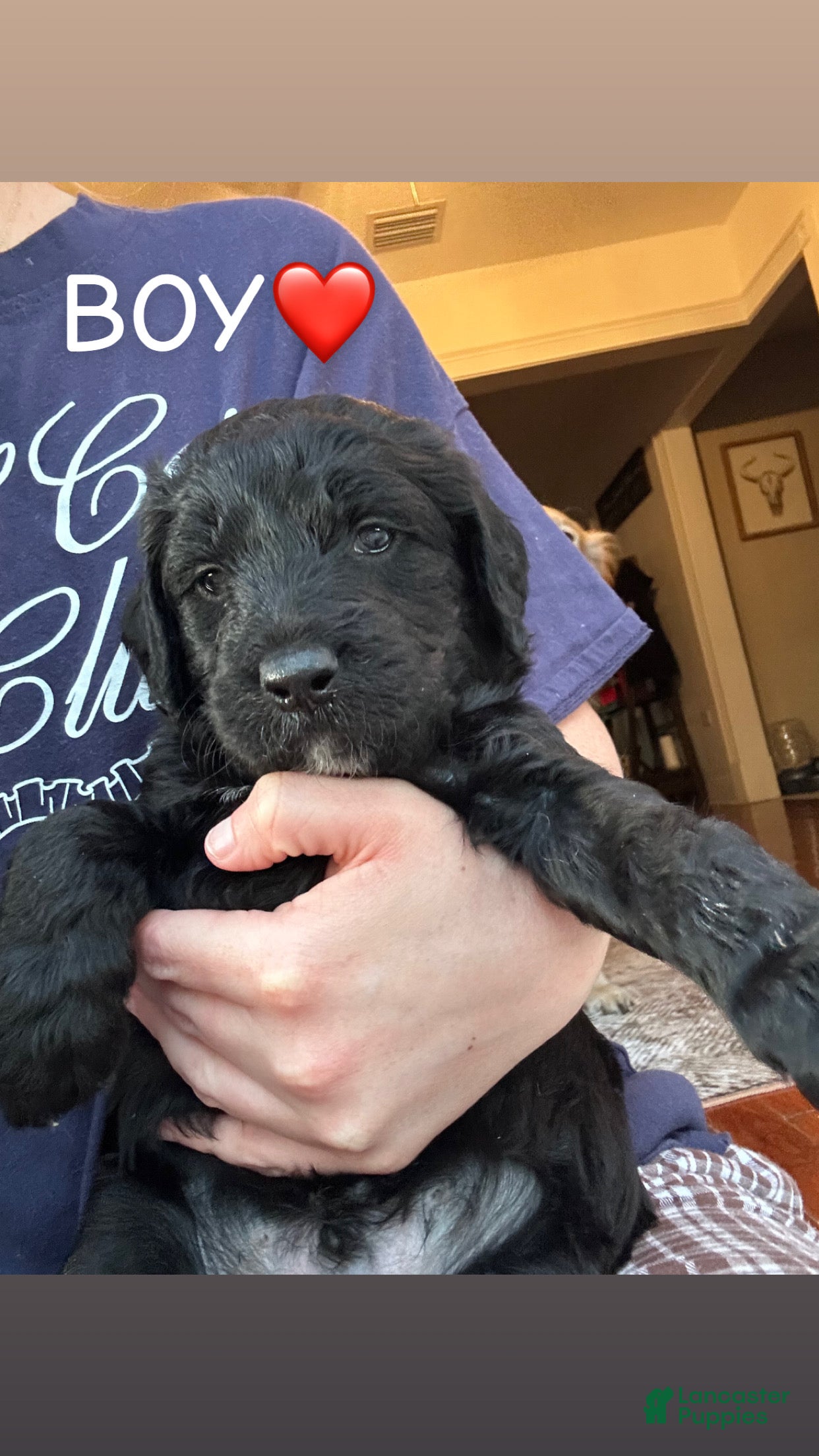 Goldendoodle dogs Goldendoodle Puppy 6 - Ad 21