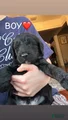 Goldendoodle Puppy 6