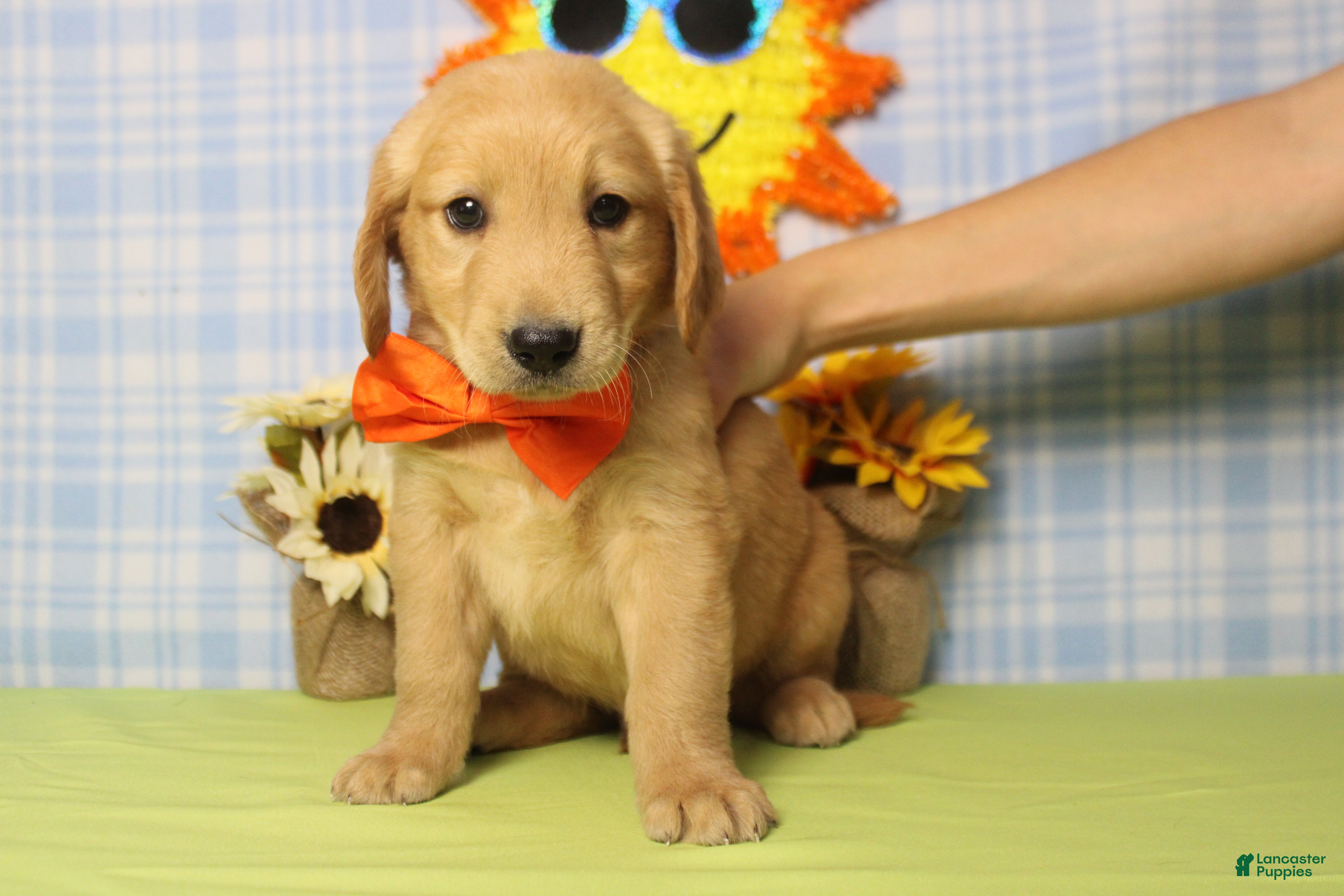 Golden Retriever dogs Brioche  - Ad 9