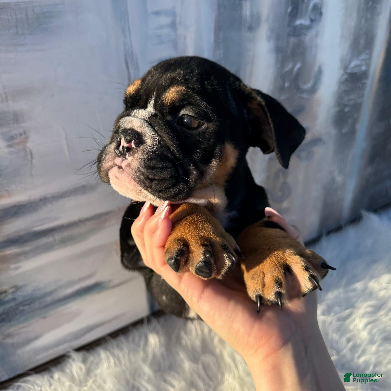 English Bulldog dogs Bruno_Male - Ad 1
