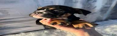 Bruno_Male