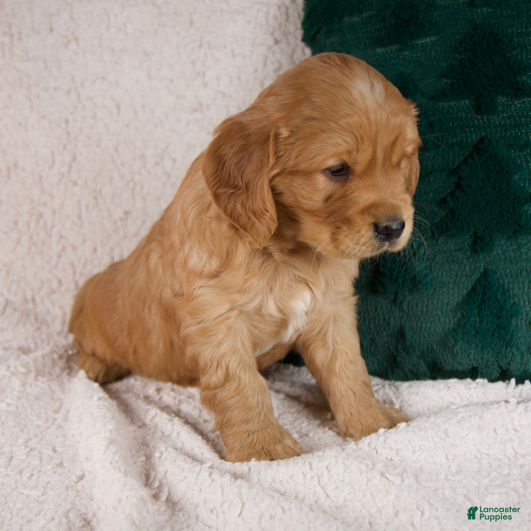 Mixed Breed dogs for sale: Milo - Ad 4