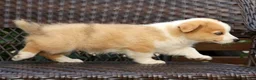 Welsh Corgi Pembroke dogs for sale: Forest - Ad 8
