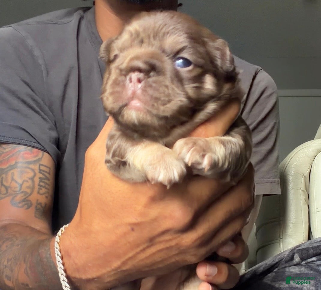 French Bulldog dogs RedSport - Ad 2